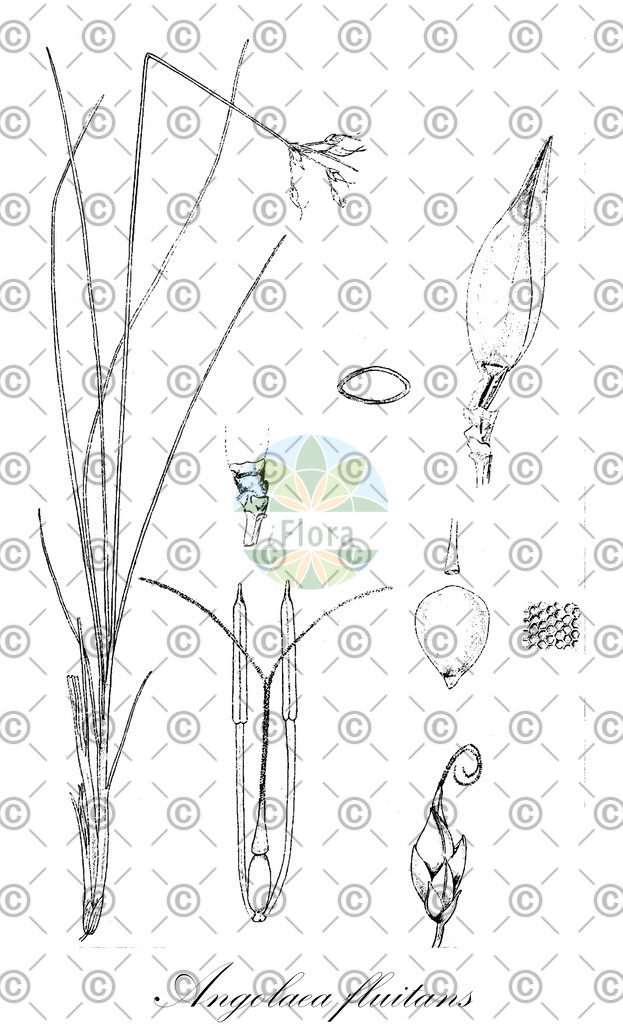 HistAbb_wfo-0000536542_426_ENZY_Simple | Historische Abbildung von Angolaea fluitans - Podostemaceae | Historical Illustration of Angolaea fluitans - Podostemaceae
