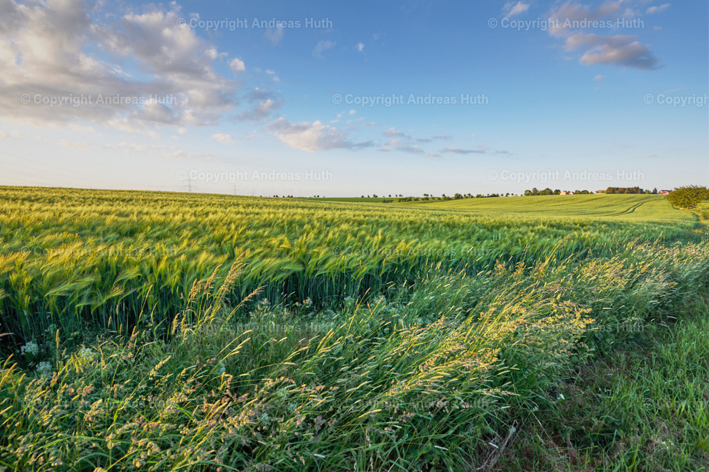 Auf der Alten Heerstraße zwischen Lüttewitz und Glaucha_ (rechts) | Bedeutsame Landschaften Deutschlands - Realisiert mit Pictrs.com