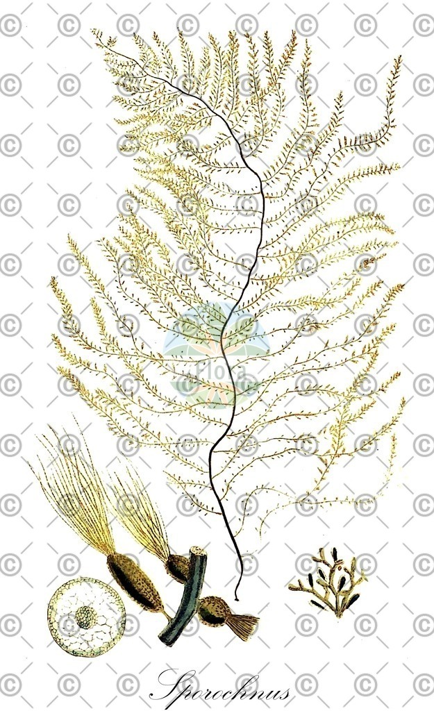 HistAbb_wfo-0001075045_1_ENZY_Simple | Historische Abbildung von Sporochnus - Sporochnaceae (0) | Historical Illustration of Sporochnus - Sporochnaceae (0)