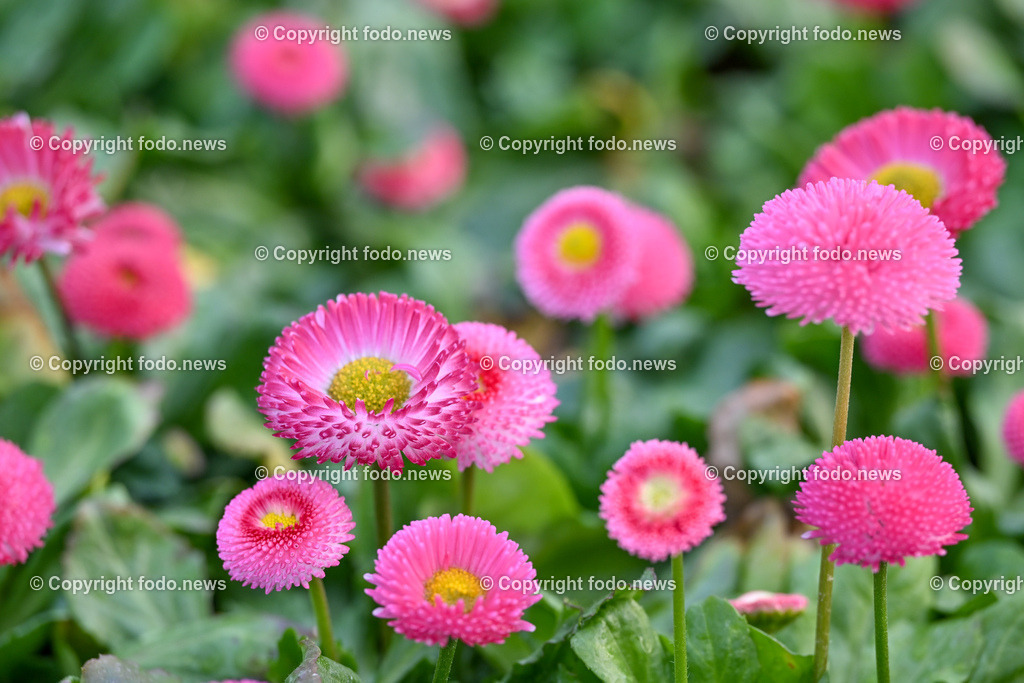 Stadtgärtnerei Linz_ Magistrat_ Frühlingsblumen_ 03.03.2023-11 | 03.03.2023, Magistrat Linz, AUT, Stadtgaertnerei, Fruehlingsblumen, Stadtgärtnerei, Frühlingsblumen, im Bild Gaensebluemchen