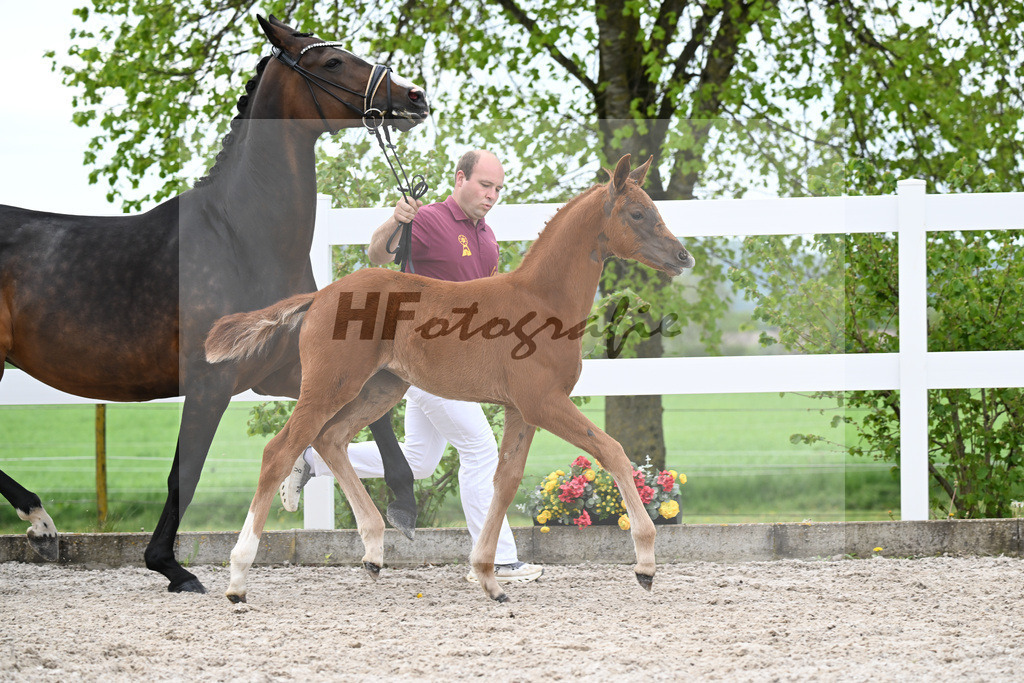 Kat-Nr. 4 SF Va Bene x Dancier_Juerges_23260105 | hf-fotografie - Realisiert mit Pictrs.com