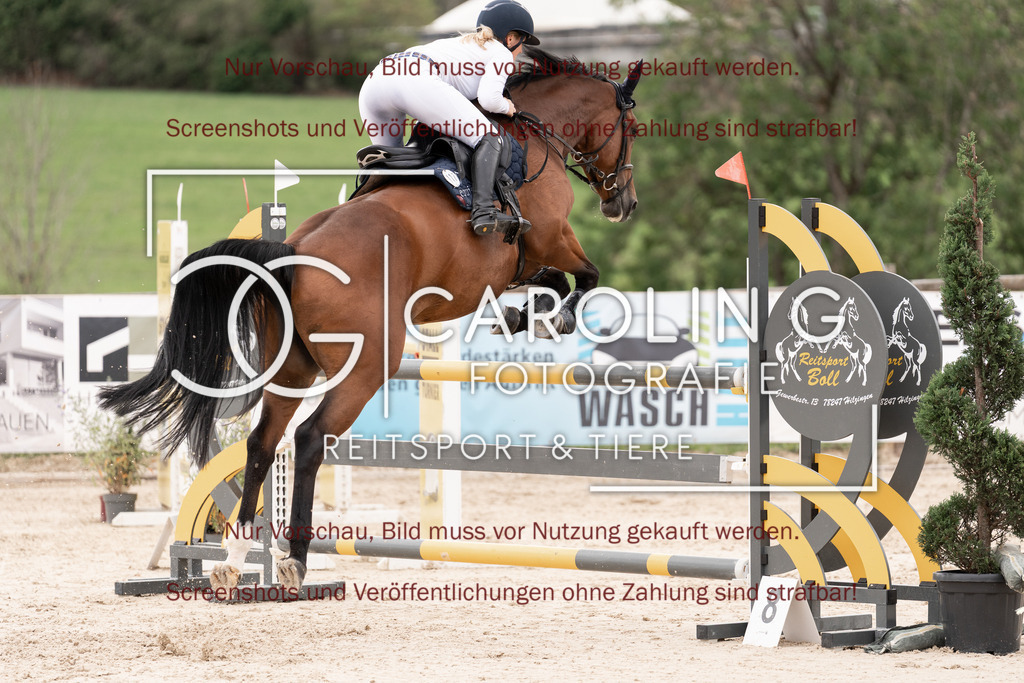 DSC06775 | Springturnier_Teamchallege_Talheim_2026, Clarissa_Schwär, Cranberry_19