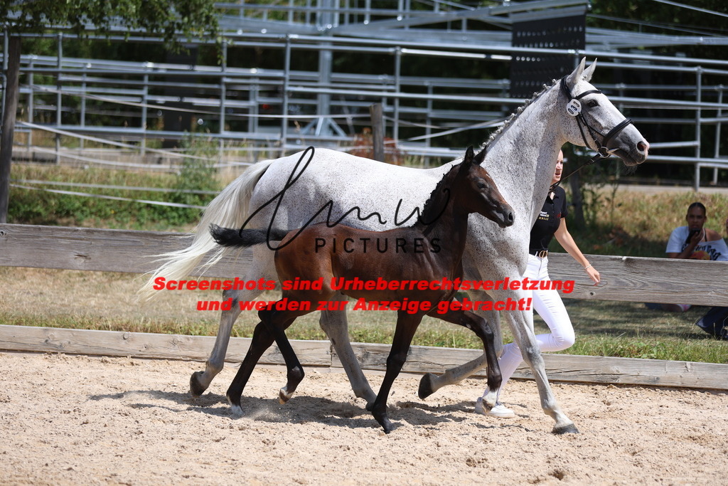 Fohlenschau_Schwäbisch_Hall_springbetonte_Fohlen_KN 33_4 | lmwpictures - Realisiert mit Pictrs.com