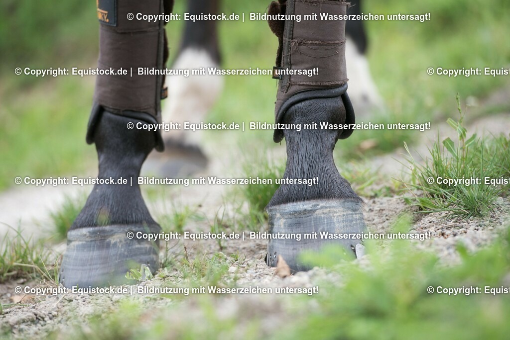 TS_20170809_Pferdef____e_Gamaschen_0001 | Foto: Thomas Hartig