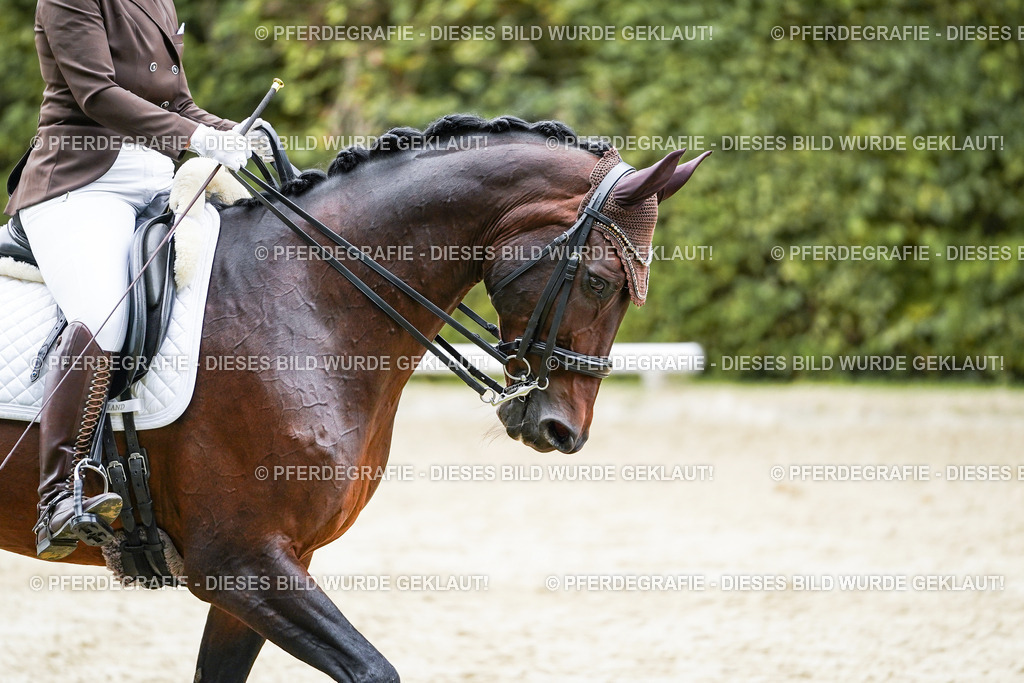 DSC00976 | Pferdegrafie