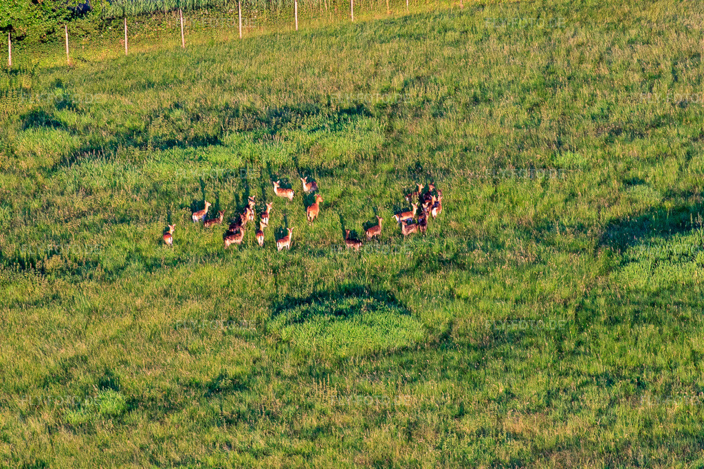 Luftbild: Rotwildgehege in Hergersweiler im Bundesland Rheinland-Pfalz in Deutschland. Foto: IMG_50135.jpg vom 05.06.2012 durch Werner Riehm/FLY-FOTO.de
