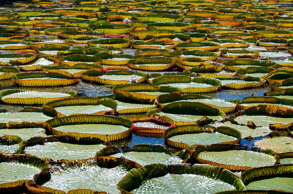 Monet | Ich kann die Faszination des Malers Claude Monet für Seerosen nachvollziehen. Besonders gut gefallen mir hier im botanischen Garten von Mauritius die halbtransparenten Ränder der Blätter im Gegenlicht.
-----------------------------------------------------------------
I can understand the painter Claude Monet's fascination with water lilies. I particularly like the semi-transparent edges of the leaves in the backlight here in the botanical garden of Mauritius.
-----------------------------------------------------------------
Dieser Druck ist in einer limitierten Auflage von 5 Exemplaren erhältlich. 
This print is available in a limited edition of 5 copies. 
http://art.hess.photography/144-monet.html - Realisiert mit Pictrs.com