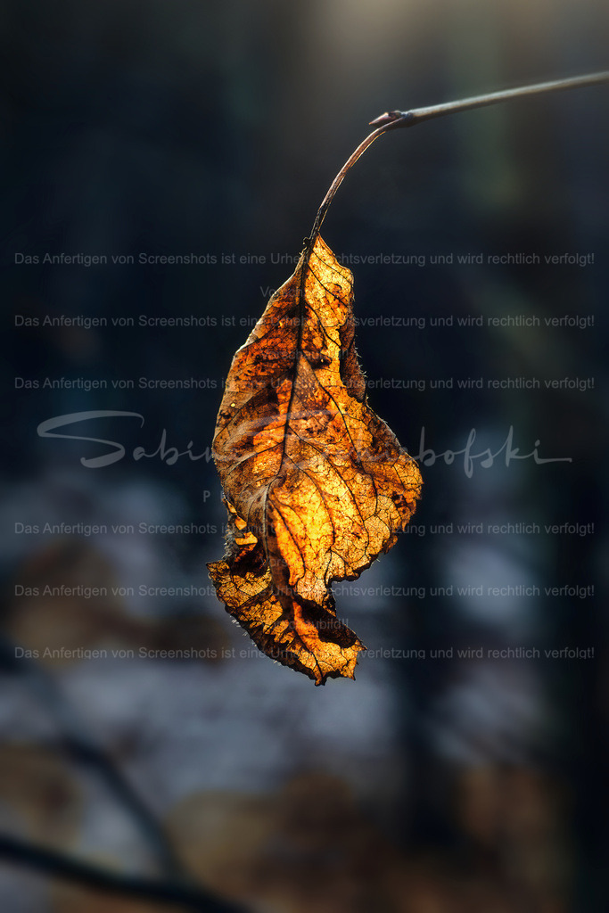 Wandbild Herbstblatt | People- und Tierfotografie, Imageaufnahmen, Veranstaltungsfotografie und Wandbilder aus der Natur ★ Made in Germany ✔️ Druck + Downloads ✔️ Naturfotografie in Top Qualität ★ schneller Versand, weltweite Lieferung! - Realisiert mit Pictrs.com