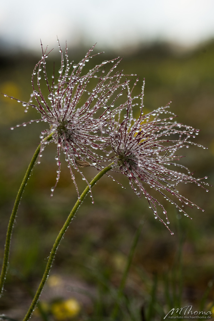 2016-04-28-18h08m12s_MichaelThoma_D810-0791 | Dies ist der Online-Shop von naturfoto.michaelthoma.de. Ich bin leidenschaftlicher Naturfotograf und fotografiere von der Andromedagalaxie bis zum Zwergtaucher, von der Ameise bis zum Orionnebel alles was mit Natur zu tun hat. Hier kann eine Auswahl meine - Realisiert mit Pictrs.com