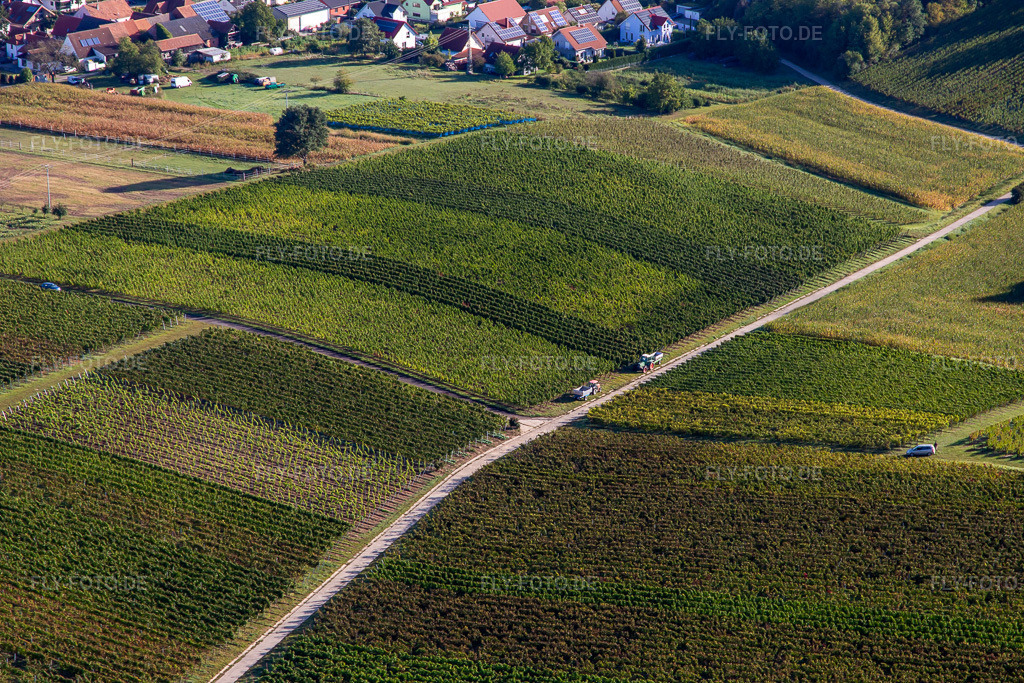Luftbild: Beginn der Weinlese in Hergersweiler im Bundesland Rheinland-Pfalz in Deutschland. Foto: IMG_138976.jpg vom 24.09.2023 durch Werner Riehm/FLY-FOTO.de
