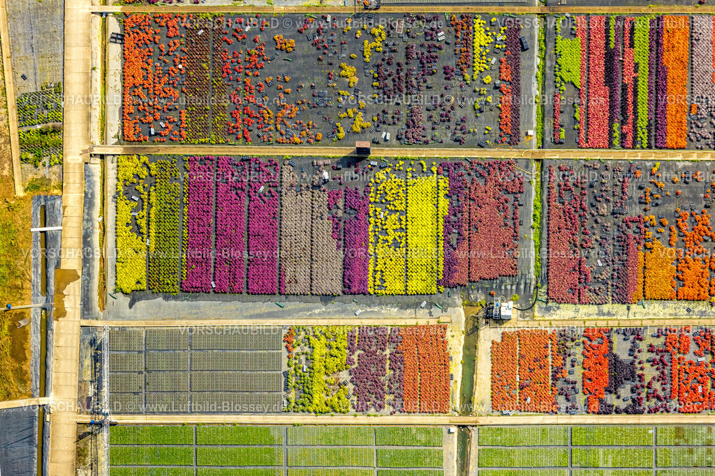 Duesseldorf250903143 | Luftbild, farbig bunte Blumen im Gartenbaubetrieb In der Hött, Formen und Farben, Flehe, Düsseldorf, Ruhrgebiet, Nordrhein-Westfalen, Deutschland