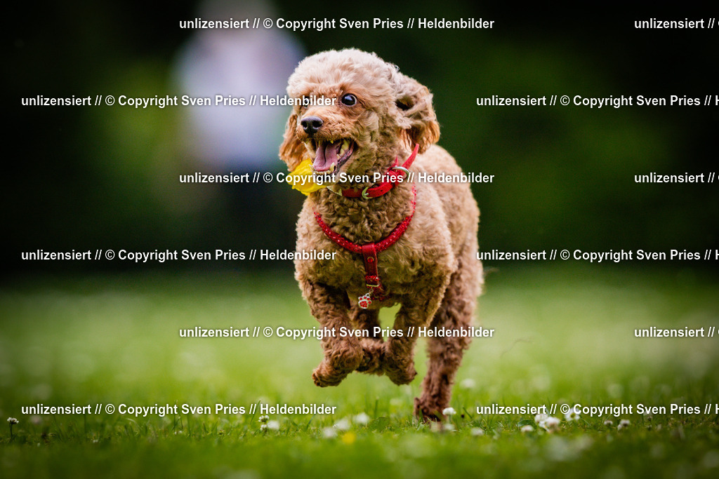 Sven Pries | 2025-05-29 - Pudelrennen KA-Durlach - Realisiert mit Pictrs.com