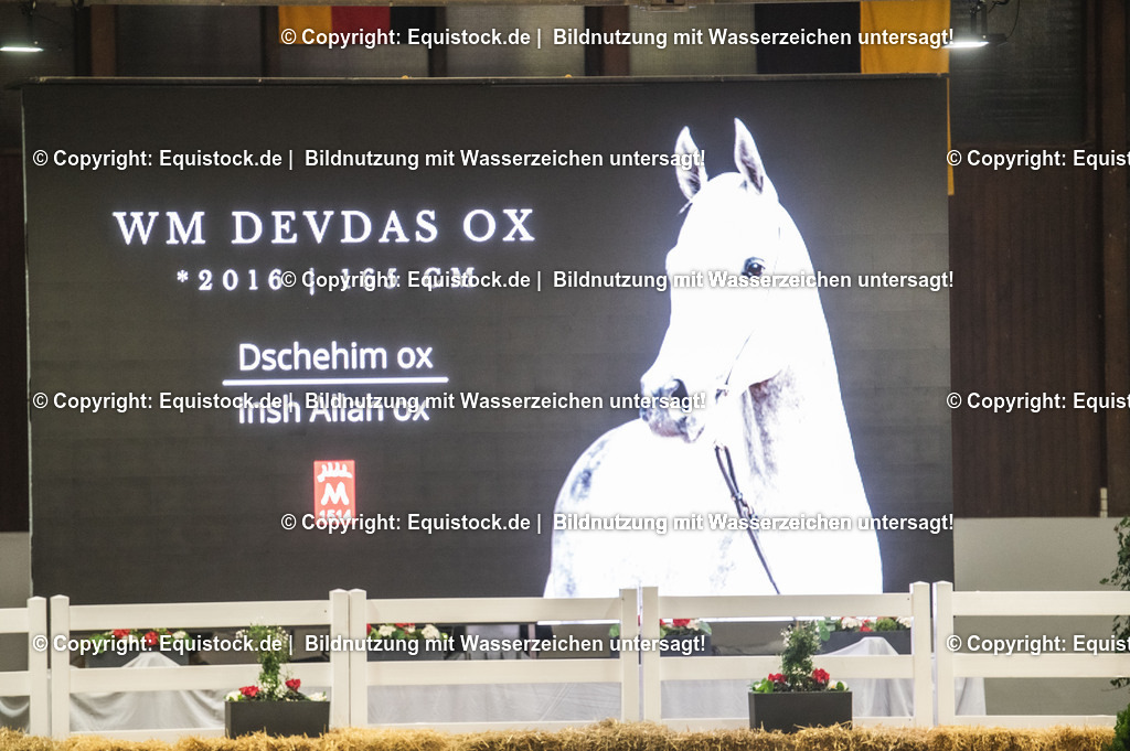 20240302_Hengstvorstellung_Marbach_TOMsPiC_0983 | equistock