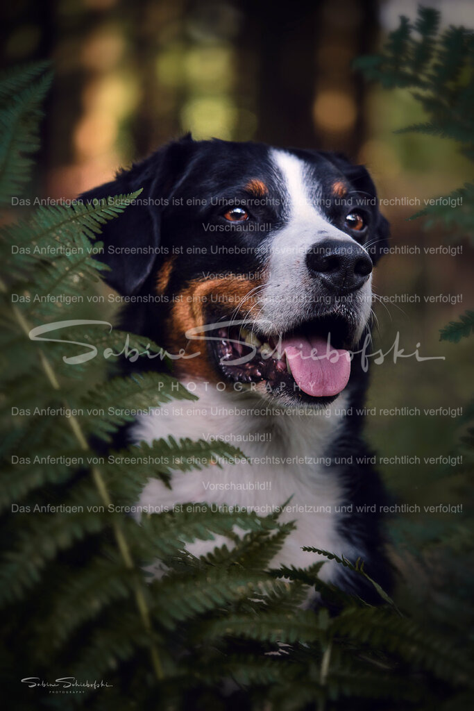 "Ebby" | People- und Tierfotografie, Imageaufnahmen, Veranstaltungsfotografie und Wandbilder aus der Natur ★ Made in Germany ✔️ Druck + Downloads ✔️ Naturfotografie in Top Qualität ★ schneller Versand, weltweite Lieferung! - Realisiert mit Pictrs.com