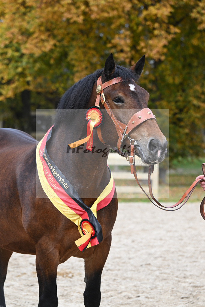 Kat-Nr. 76 Pipa_Gasteiger_53223643 | hf-fotografie - Realisiert mit Pictrs.com