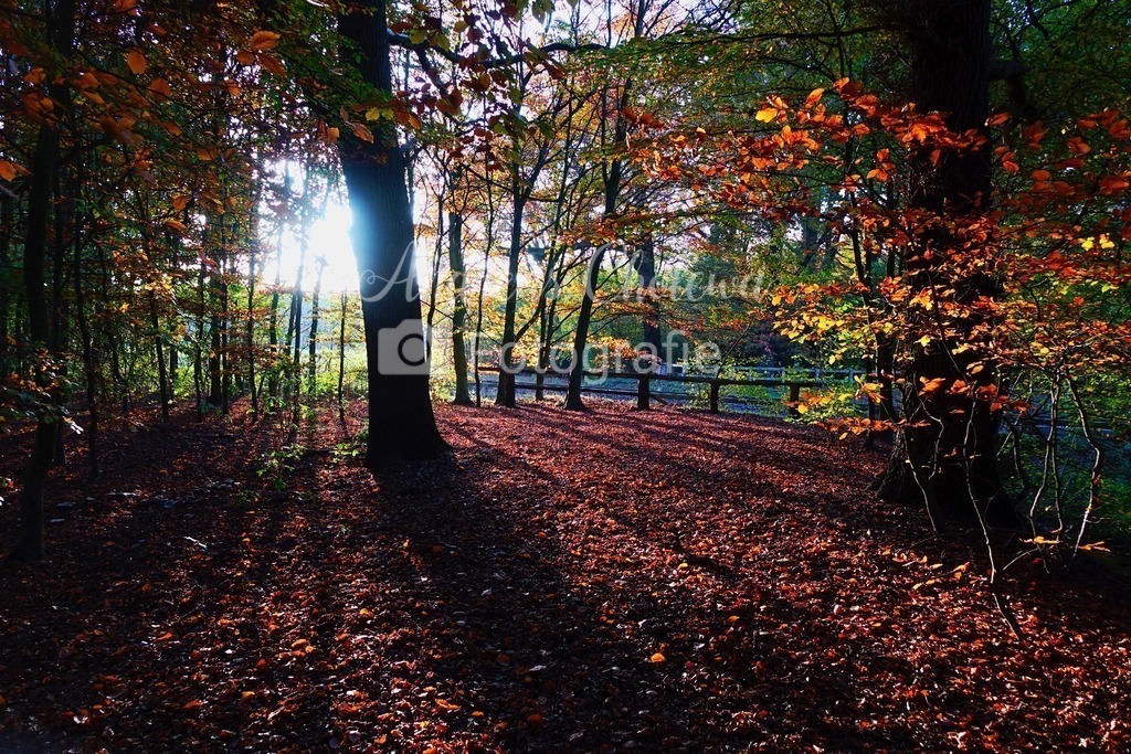 Die Erscheinung im hopener Wald | Sichere Dir dieses Foto als hochwertigen Leinwanddruck - Realisiert mit Pictrs.com