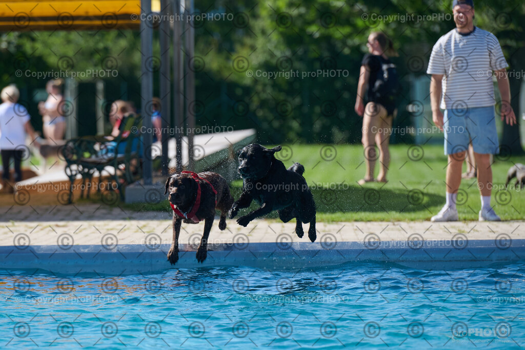 129_202509_4Hundebadetag_NZ9_2533 | proPHOTO - Realisiert mit Pictrs.com