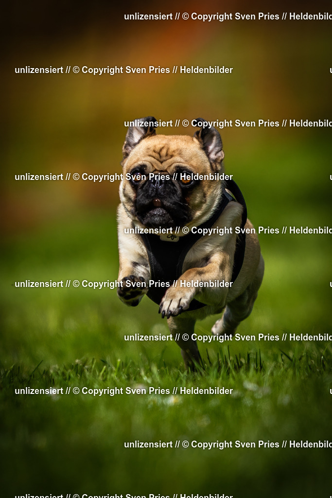 Sven Pries | 2025-04-13 - Hunderennen Baden-Baden - Realisiert mit Pictrs.com