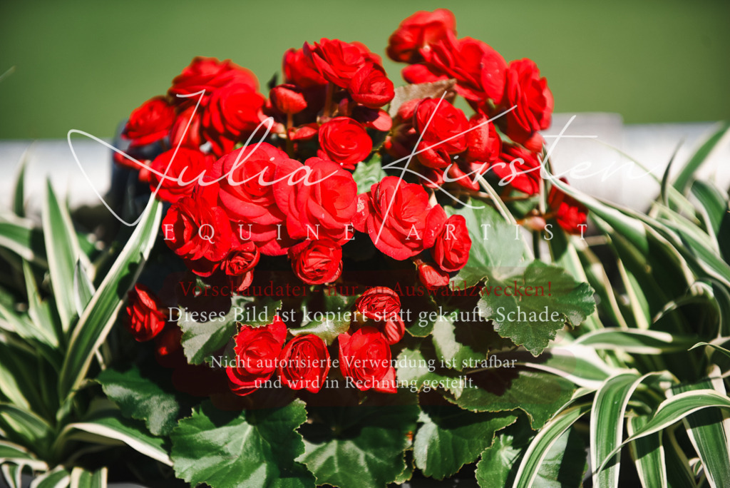 DSC_2340 | Pferde- und Turnierfotografie in Westsachsen. Pferdeportraits, Auftragszeichnungen und intuitive Kunst.