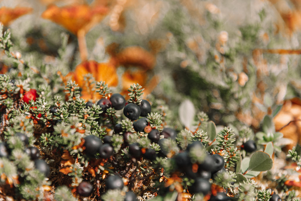 lofoten_tag05-51 | <div id="allefotografen-seal-verified-green"></div><script src="https://www.allefotografen.de/956728/seal-verified-green/seal.js" async="async"></script> - Realisiert mit Pictrs.com