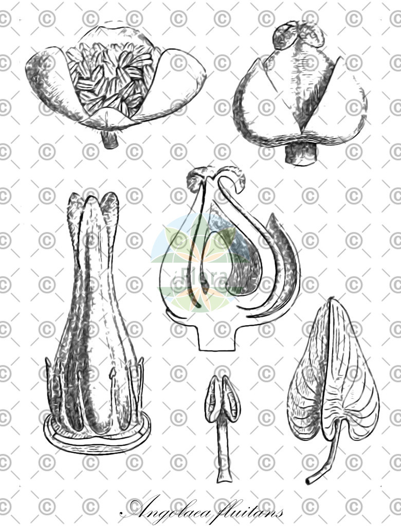 HistAbb_wfo-0000536542_177_ENZY_Simple | Historische Abbildung von Angolaea fluitans - Podostemaceae | Historical Illustration of Angolaea fluitans - Podostemaceae