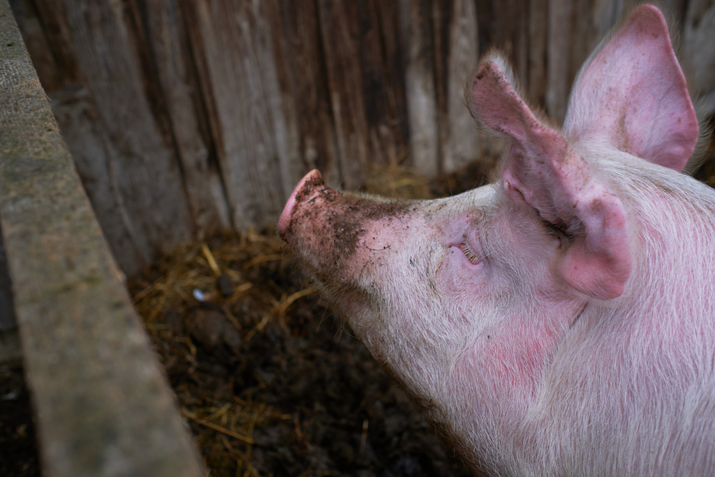 Glückliches Schwein auf dem Bauernhof | Niederoesterreich, Austria - December 30, 2020: Glückliches Schwein auf dem Bauernhof. - Realisiert mit Pictrs.com