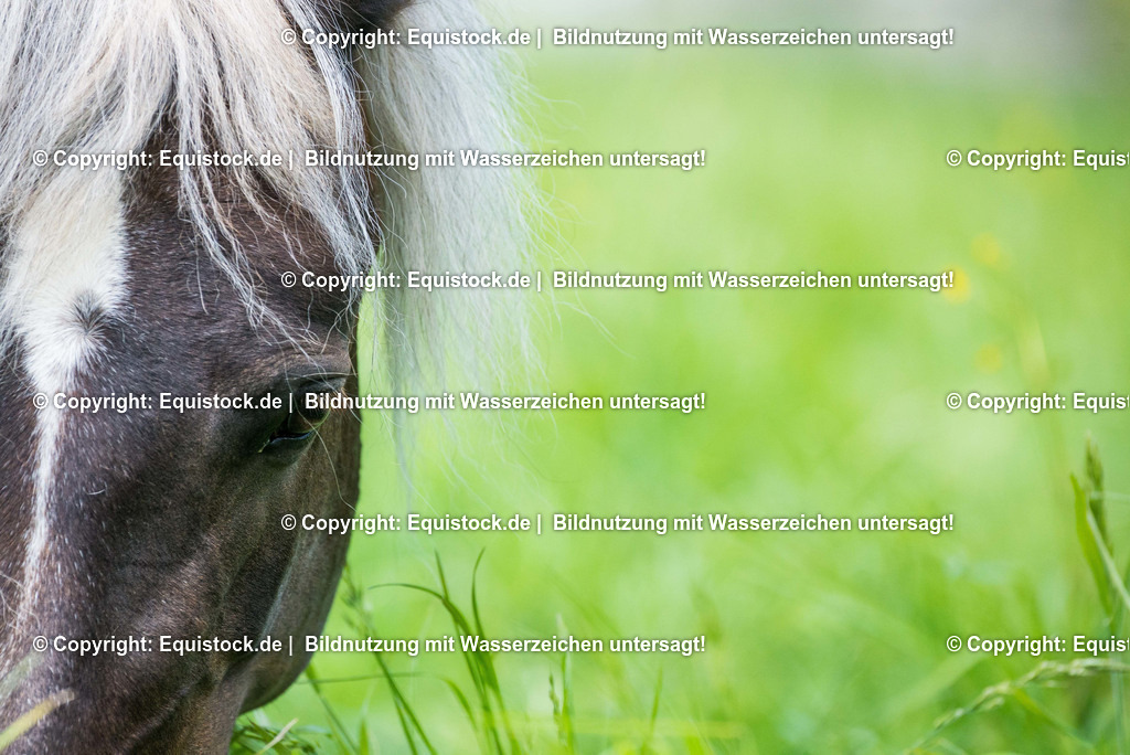 20160504_Pferdeauge_0001 | Foto: Thomas Hartig