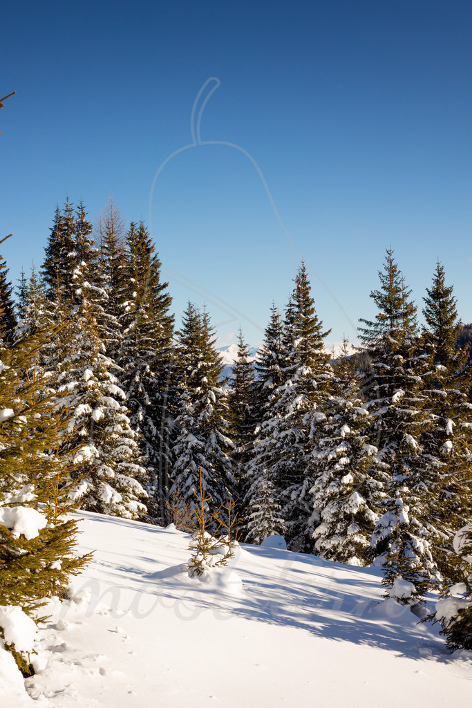 Winterzauber Aineck | Bei Veröffentlichung des Bildes ist eine Namensnennung wie folgt erforderlich: 
Foto: Mostdirn Irmgard Wieser
 - Realisiert mit Pictrs.com