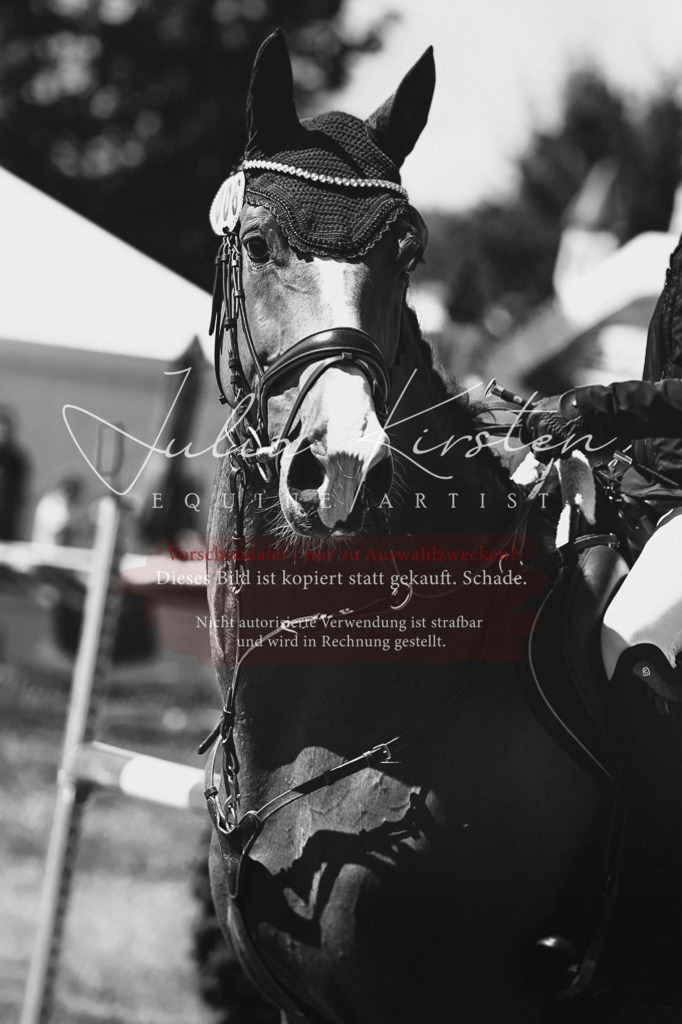 DSC_0389 | Pferde- und Turnierfotografie in Westsachsen. Pferdeportraits, Auftragszeichnungen und intuitive Kunst.
