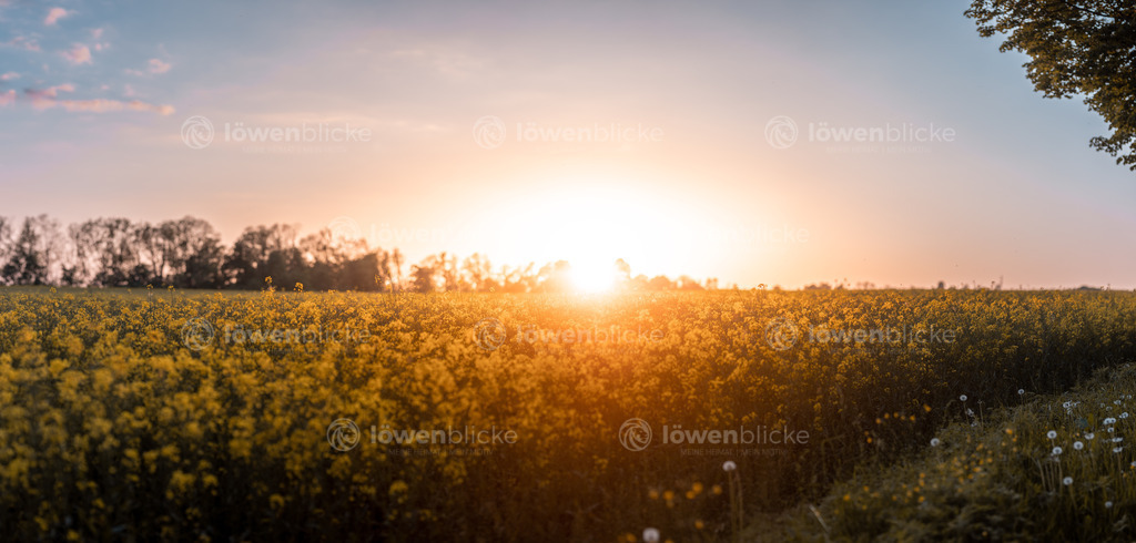 Rapsfeld auf dem Messelberg bei Donzdorf im Sommer | löwenblicke | shop