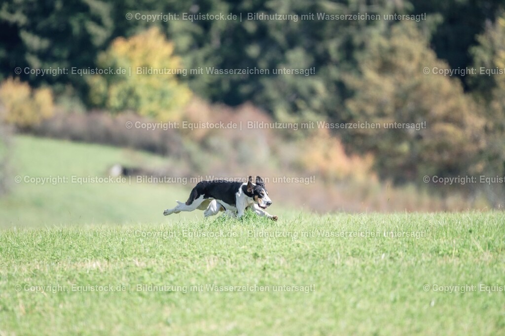 20251011_Jagd-Marbach_0377 | Foto: Thomas Hartig