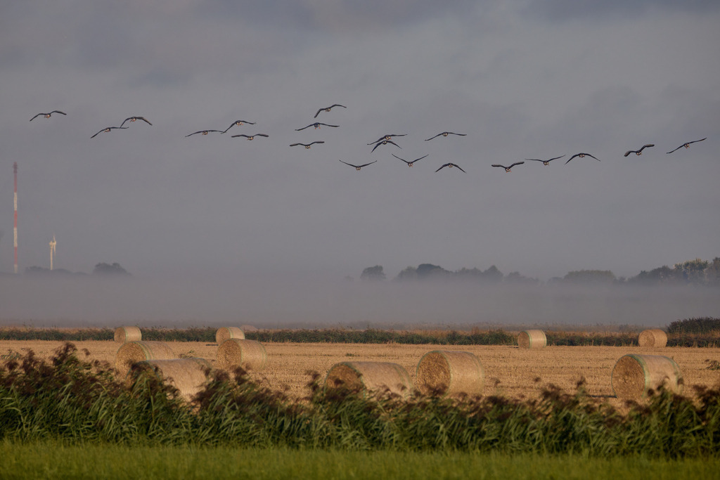 Gänse im Nebel II | kleinen-fotografie