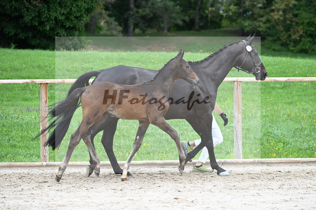 Kat-Nr. 19 HF Defender VDS Z_Braun_25230517 | hf-fotografie - Realisiert mit Pictrs.com