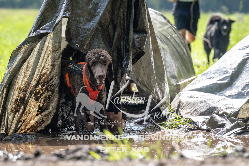 0916_ZZ90552 | kk-dogfotos