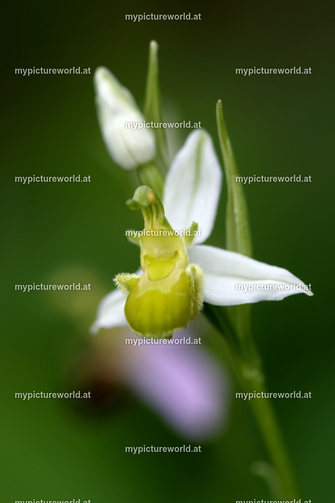 Grünliche Bienenragwurz-010 | Das Bilderarchiv über Tiere, Planzen und Landschaften. In der Bilddatenbank finden Sie ein große Auswahl an hochwertigen Bilder für Ihre Werbung - Realisiert mit Pictrs.com