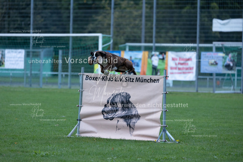 _16A4589 | Einzigartige Fotos von Hunden & Menschen –Actionfotos, Portraits, Vereinsaufnahmen & Paarshootings – authentisch, lebendig & mit Herz.