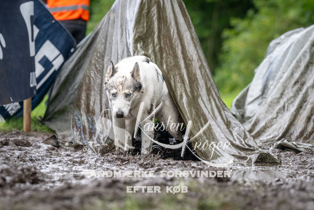 1041_ZZ92665 | kk-dogfotos