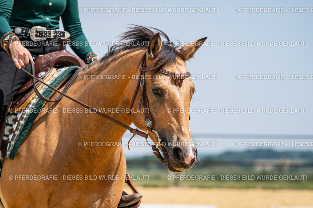 DSC01283 | Pferdegrafie