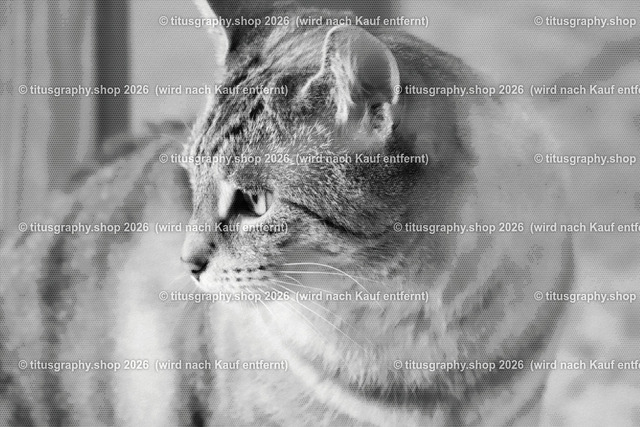 Minou 117 | titusgraphy.eu präsentiert anspruchsvolle Katzenfotos in verschiedenen Variationen.  - Realisiert mit Pictrs.com