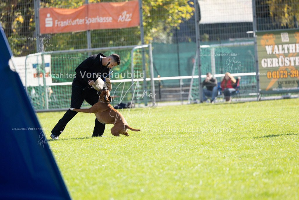 _16A5357 | Einzigartige Fotos von Hunden & Menschen –Actionfotos, Portraits, Vereinsaufnahmen & Paarshootings – authentisch, lebendig & mit Herz.