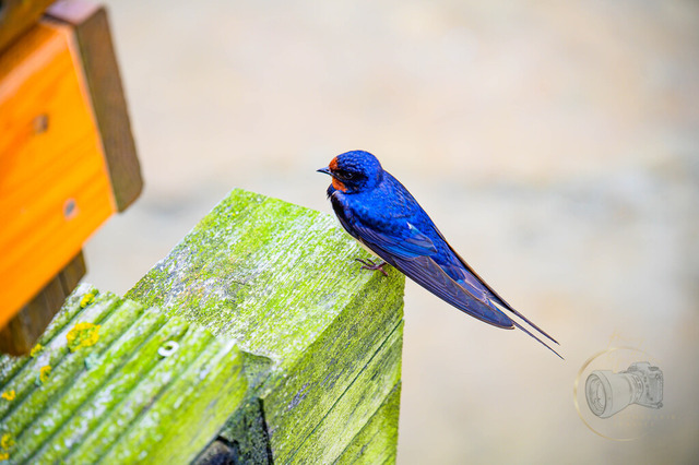 _DSC2147 | Shop für Prints Landschaftsfotografie Sächsische Schweiz Naturfotografie in Thüringen Fotos vom Findlingspark Nochten Kloster Sankt Marienstern Bilder Festung Königstein PanoramaRhododendronpark Kromlau FotogalerSchleswig-Holstein Küstenlandschaften