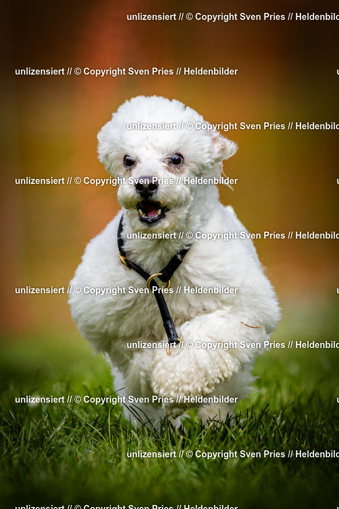 Sven Pries | 2025-04-13 - Hunderennen Baden-Baden - Realisiert mit Pictrs.com