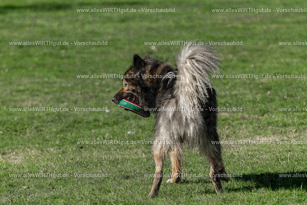 Hundeschwimmen_Volksbad_2026-allesWIRTHgut_Tierfotografie-2609061552-FAY07323 | Professionelle Tierfotografie in Mönchengladbach von Daniel Wirth (allesWIRTHgut). Liebevolle & natürliche Bilder von Hunden & Katzen für unvergessliche Erinnerungen.