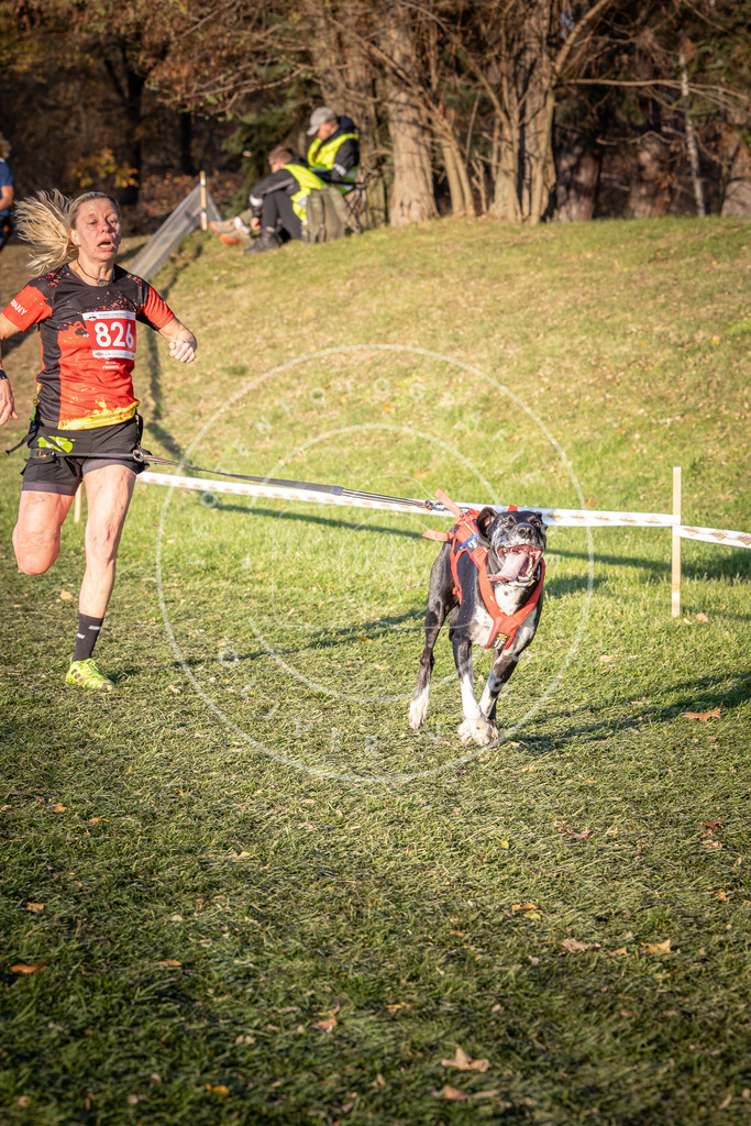 CaniXpix_0L8A0567 | Hundefotografie, Tierfotograf, Pfotenfotografie, Fotoshooting Hund, Hunde Portrait, Hundesport, Hundeportraits, Heideshooting, Hunde, Sportfotograf, Hundefotograf, Turnierhundsport, THS,  - Realisiert mit Pictrs.com