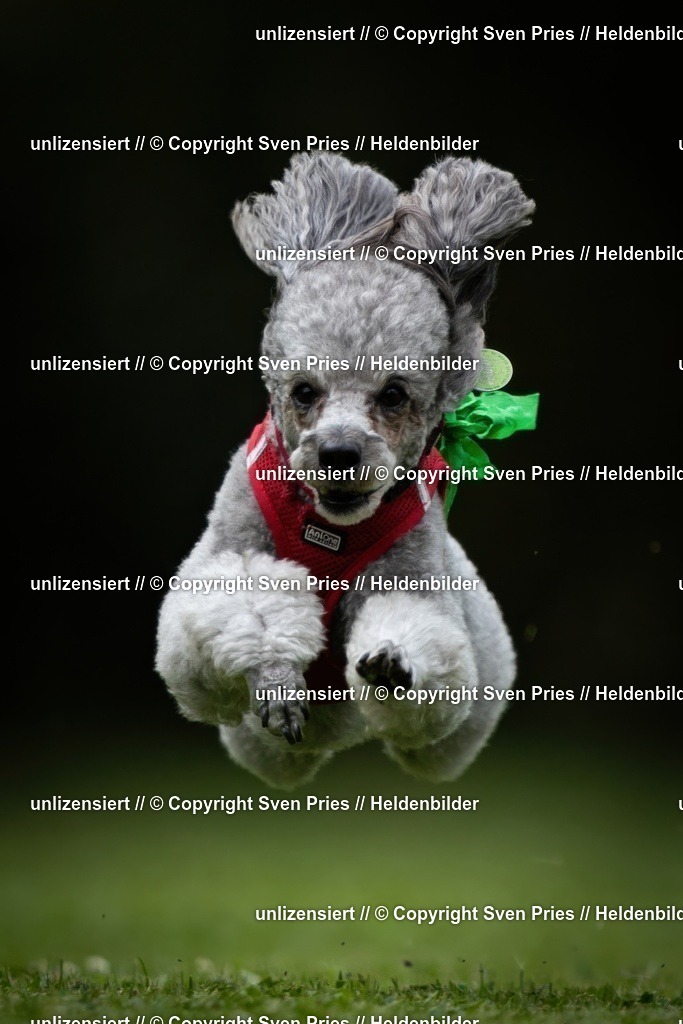 Sven Pries | 19. Allgemeines Hunderennen Karlsruhe Durlach - Realisiert mit Pictrs.com