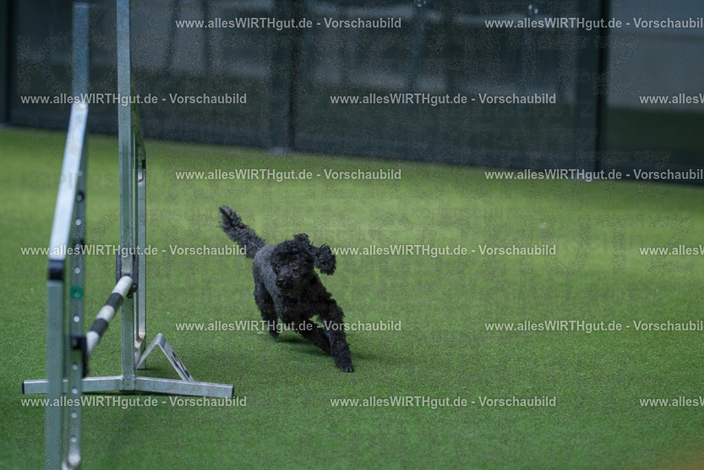 @allesWIRTHgut_Tierfotografie - www.allesWIRTHgut.de - 2604261453-7R503934 | Professionelle Tierfotografie in Mönchengladbach von Daniel Wirth (allesWIRTHgut). Liebevolle & natürliche Bilder von Hunden & Katzen für unvergessliche Erinnerungen.