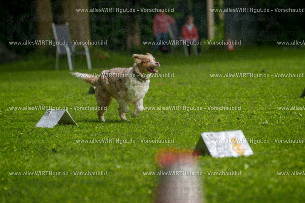 @allesWIRTHgut_Tierfotografie - www.allesWIRTHgut.de - 7R502880 | Professionelle Tierfotografie in Mönchengladbach von Daniel Wirth (allesWIRTHgut). Liebevolle & natürliche Bilder von Hunden & Katzen für unvergessliche Erinnerungen.
