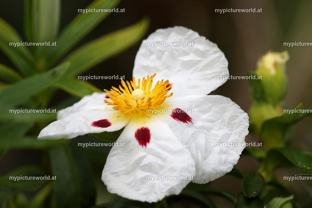 Lack-Zistrose-002 | Das Bilderarchiv über Tiere, Planzen und Landschaften. In der Bilddatenbank finden Sie ein große Auswahl an hochwertigen Bilder für Ihre Werbung - Realized with Pictrs.com