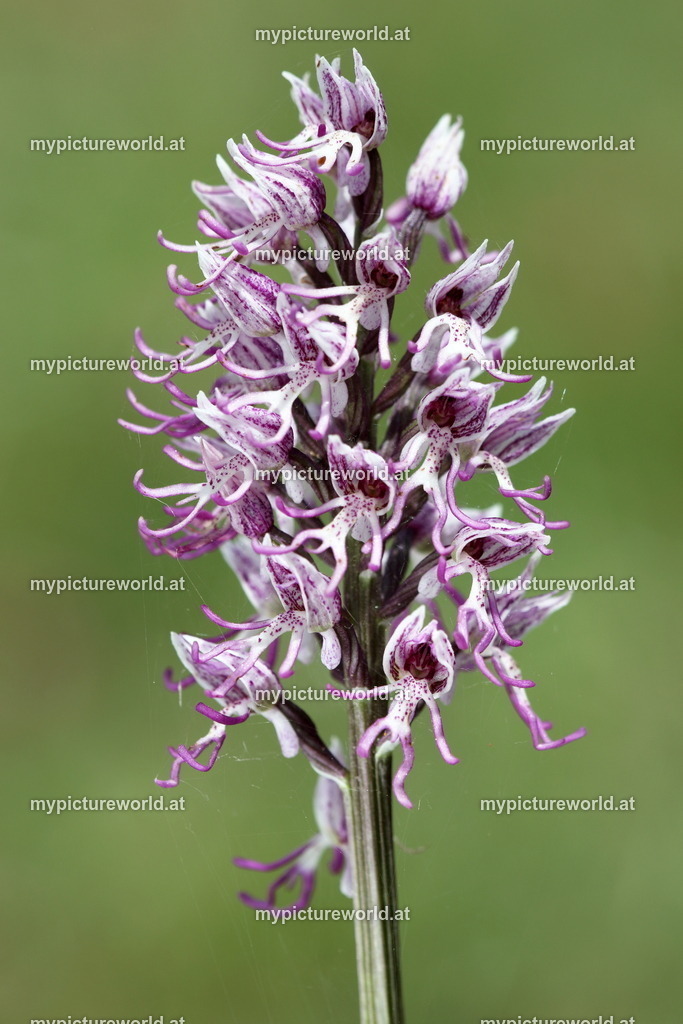 Affenknabenkraut-009 | Das Bilderarchiv über Tiere, Planzen und Landschaften. In der Bilddatenbank finden Sie ein große Auswahl an hochwertigen Bilder für Ihre Werbung - Realisiert mit Pictrs.com