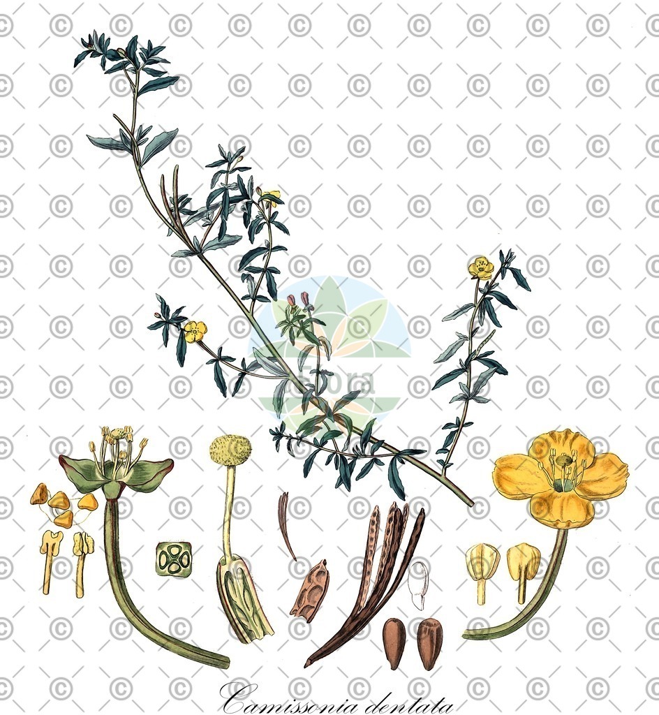 HistAbb_wfo-0000212065_1_ENZY_Simple | Historische Abbildung von Camissonia dentata - Onagraceae | Historical Illustration of Camissonia dentata - Onagraceae